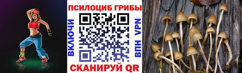 как найти закладки  Чегем  Псилоцибиновые грибы прущие грибы 
